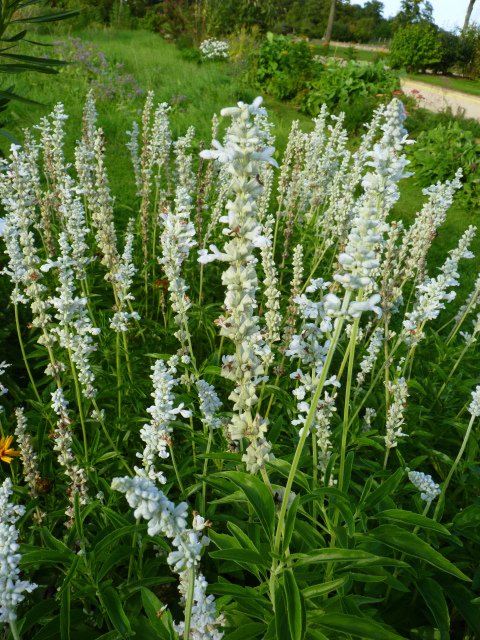 Salvia farinacea 'Victoria Silver' fleur